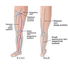 Rosen Vein Lecture 102: Lower Extremity Vein Anatomy